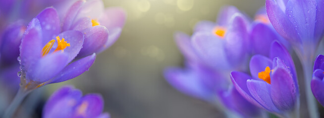 Wall Mural - Spring background with purple flowering crocus isolated .