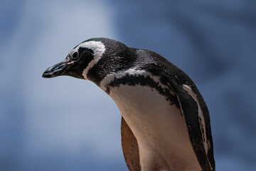 Sticker - Magellanic Penguin (Spheniscus magellanicus) - South American Penguin