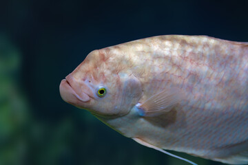 Wall Mural - Albino Giant Gourami (Osphronemus goramy) - Freshwater fish