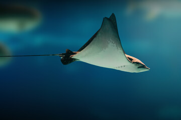 Sticker - Spotted Eagle Ray (Aetobatus narinari)