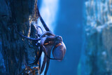Fototapeta Nowy Jork - Common Octopus underwater (Octopus vulgaris)