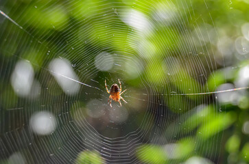 spider on the web macro