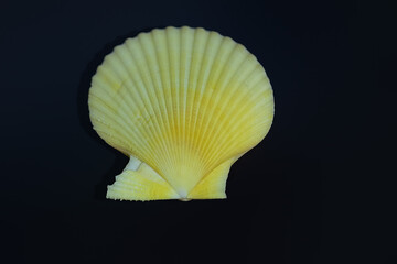Wall Mural - Yellow Scallop Shell (Mimachlamys crassicostata) - Seashell