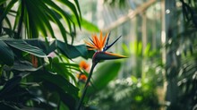 Orange Bird Of Paradise Flower In Lush Green Environment
