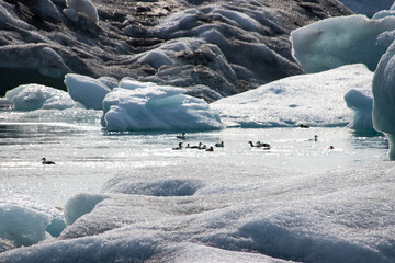 Poster - ducks on a glacial lake in iceland next to melting glacier floes climate crisis 