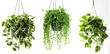 Hanging decorative hanging plants collection over white background