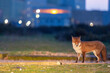 Red Fox or Vulpes vulpes close-up, Image shows the lone fox on the edge of a pebbled car park 