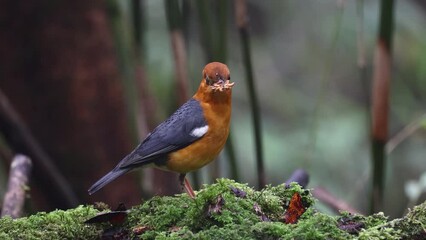 Sticker - Nature wildlife footage of uncommon resident bird Orange-headed thrush in Sabah, Borneo