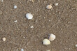 A few seashells on the sand in a seaside town