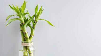 Wall Mural - Bamboo shoots growing in a bottle, against a white background.