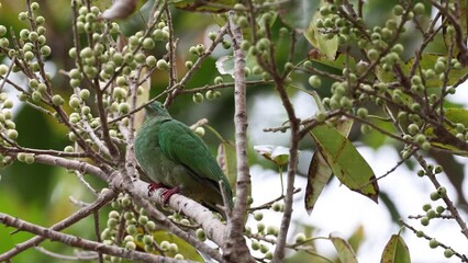 Wall Mural - Nature wildlife footage of Black-naped Fruit Dove bird perching on tree full with wild fruit