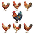 chicken vector illustration isolated on white background. 
