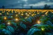 an organic farm with sensors in the fields, glowing to indicate soil health and crop readiness.
