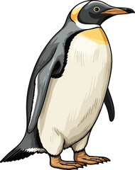 Wall Mural - penguin illustration isolated on transparent background. 