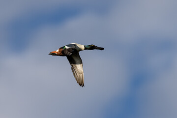 Canvas Print - Male Northern shoveler flying in beautiful light, seen in the wild in North California