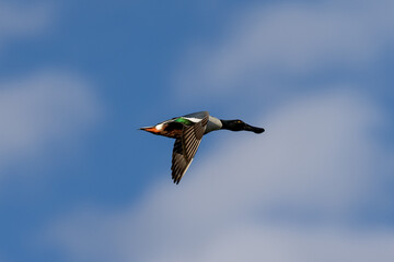 Canvas Print - Male Northern shoveler flying in beautiful light, seen in the wild in North California