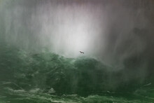 A Lone Gull In Front Of Niagara Falls, New York