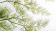 the intricate patterns of dill fronds against a white backdrop