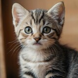 Fototapeta Tulipany - Cute pet cat