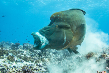 Wall Mural - Humphead wrasse, Napoleon fish eating on the reef, French Polynesia