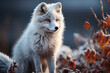 colorful Arctic Fox beautiful