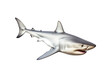 shark isolated on transparent background, transparency image, removed background