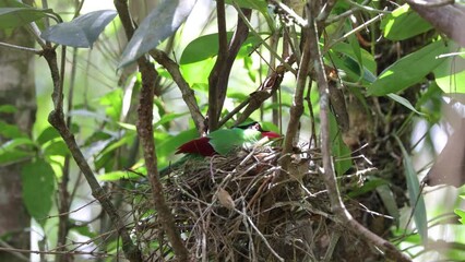 Wall Mural - Bornean Green Magpie bird feeding food to baby bird on bird nest