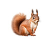 squirrel isolated on transparent background, transparency image, removed background