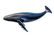 Big whale isolated on transparent background, transparency image, removed background