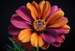 illustration of a vibrant, multi-petaled flower with a gradient of colors from the center outwards