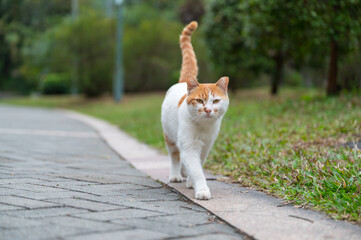 Wall Mural - Stray cat walking in the park