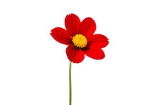Red Gerber Daisy Isolated On Transparent Background 