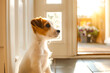 Puppy dog patiently sitting by front door, eagerly awaiting an outing with their owner