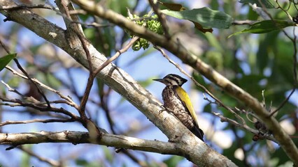 Wall Mural - Nature wildlife common flameback woodpecker drilling bark tree finding food like insect in nature