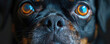 A striking close-up photograph capturing the intense and soulful eyes of a black dog, highlighting its emotional depth.