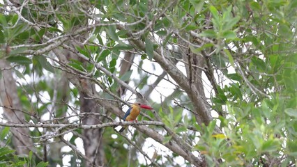 Sticker - Nature wildlife footage of Strokbill kingfisher perching on tree branch