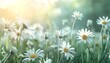 Clear summer landscape with daisies
