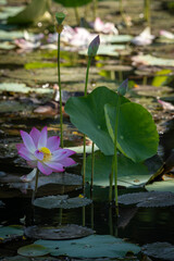 Wall Mural - lotus, the national flower of Vietnam