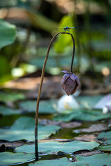 Wall Mural - lotus, the national flower of Vietnam