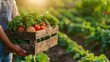 An agriculturalist man with a wooden box brimming with fresh veggies against a blurry greenish backdrop with space, Generative AI.