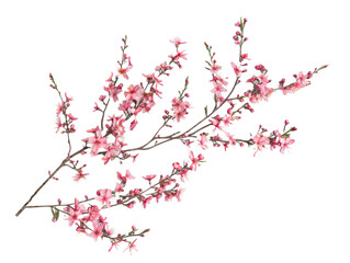 Wall Mural - Cherry blossoms branch isolated on white or transparent background