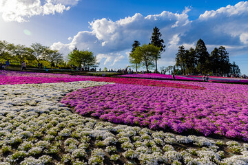 羊山公園　丘に咲く芝桜
