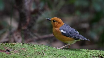 Sticker - Nature wildlife footage of uncommon resident bird Orange-headed thrush in Sabah, Borneo