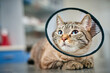 © sata_production - Cute domestic cat in protective collar at the veterinarian
