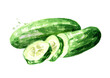 Green whole and cut Cucumber, Watercolor hand drawn illustration, isolated on white background