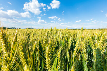 Wheat is growing in the field ,The wheat fields are under the blue sky and white clouds