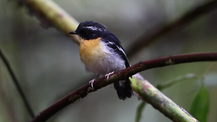 Wall Mural - Nature wildlife footage of colourful Rufous-chested flycatcher perching on tree branch