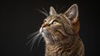 © PicTCoral - Studio Portrait Domestic Tabby Cat Standing, Desktop Wallpaper Backgrounds, Background HD For Designer