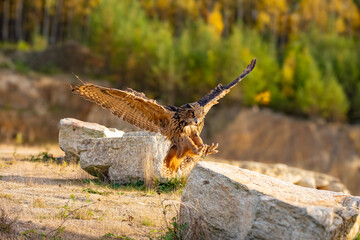 Wall Mural - the great eagle owl (bubo bubo) is a large species of owl in the strigidae family. it is the largest