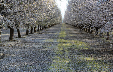 Wall Mural - The alley of almond trees - Almond orchard, Fresno, California